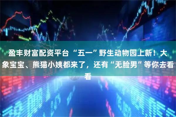 盈丰财富配资平台 “五一”野生动物园上新！大象宝宝、熊猫小姨都来了，还有“无脸男”等你去看